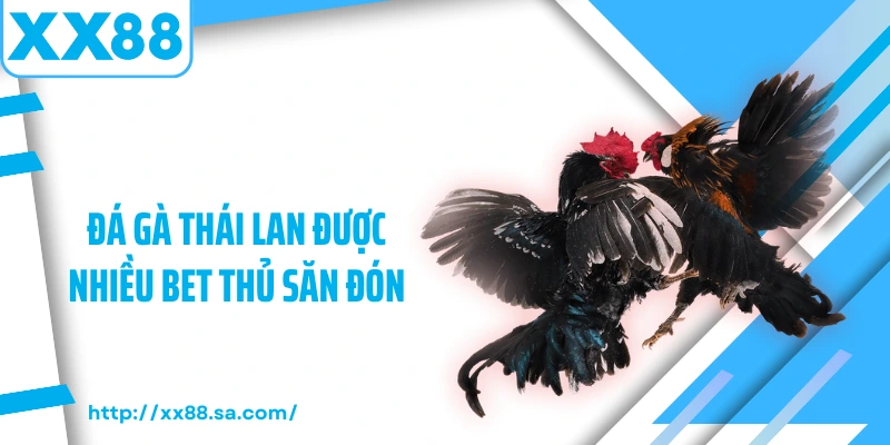 Đá gà Thái Lan được nhiều bet thủ săn đón